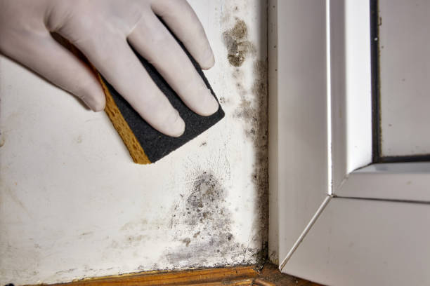 Best Asbestos and Lead Testing During Mold Inspection  in Thomasville, NC